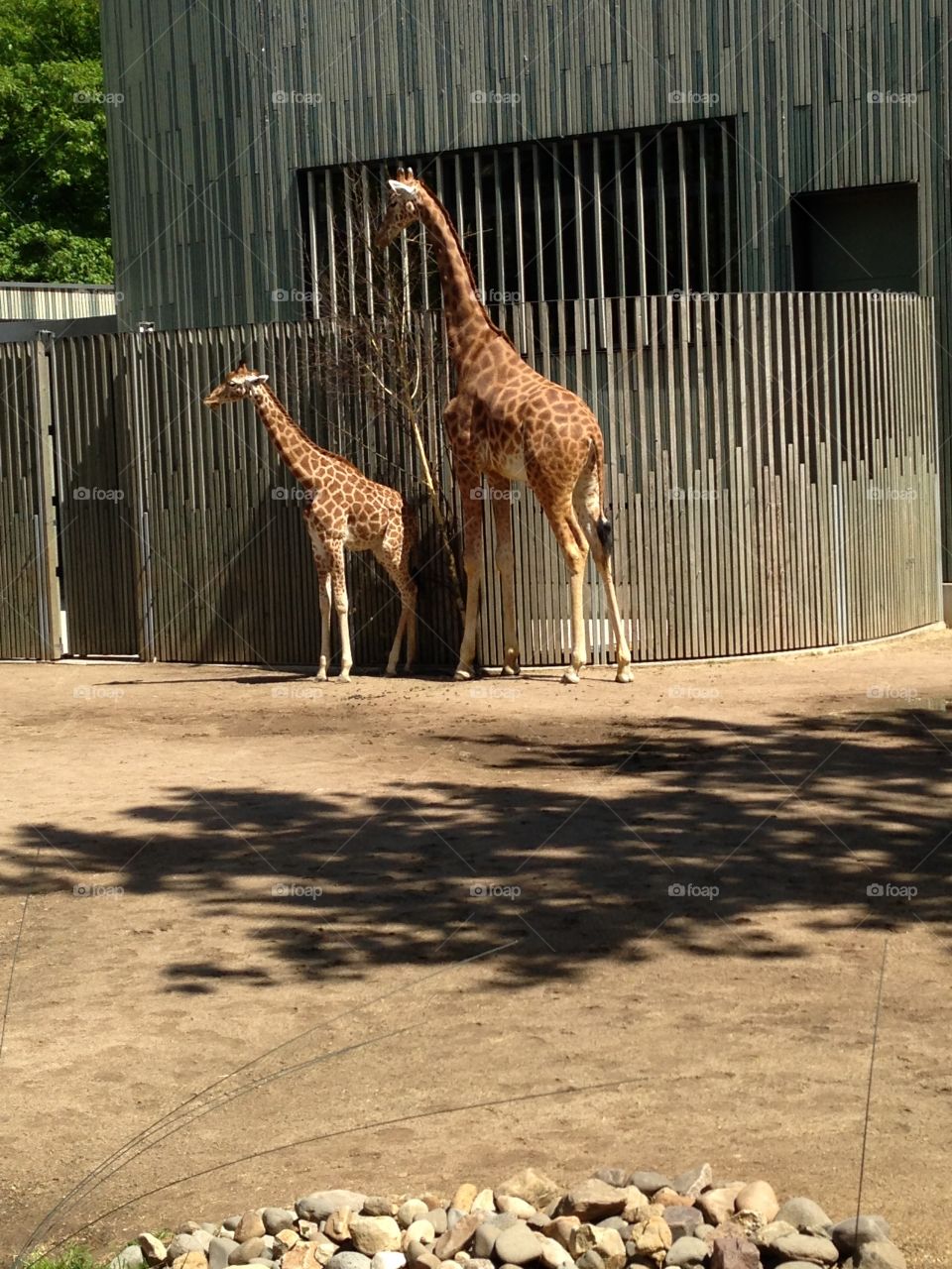 Giraffe in zoo 