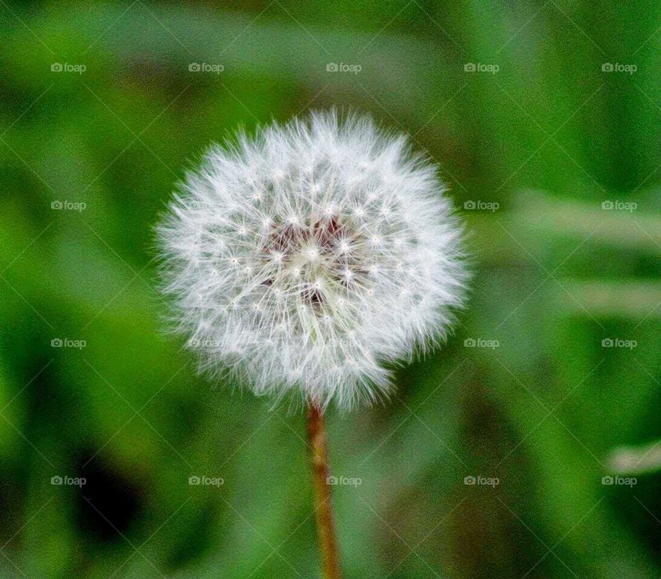 dandelion 