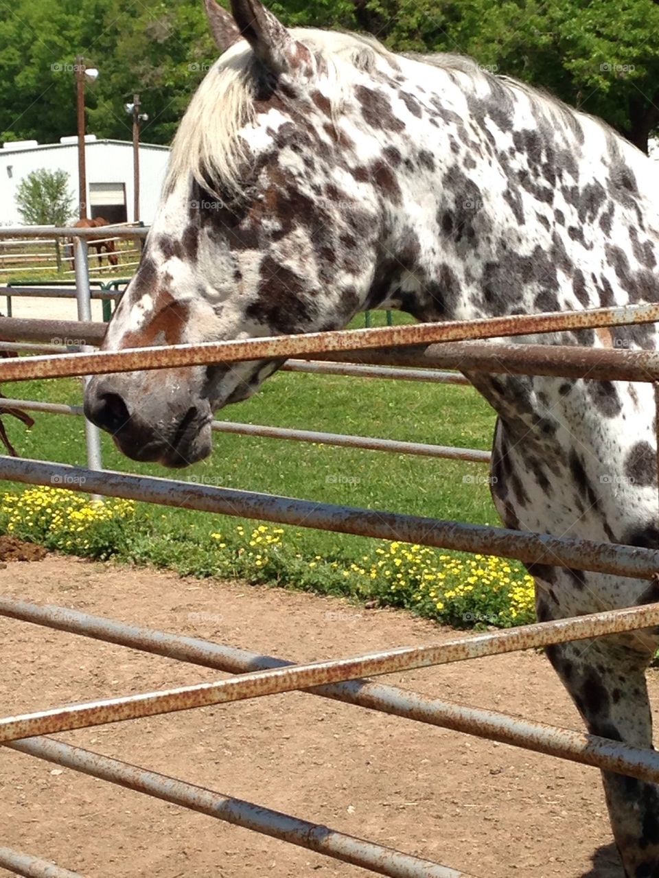 Spotted horse