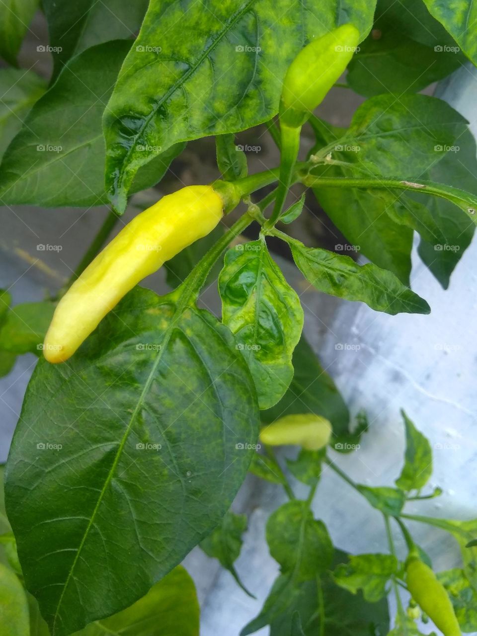 Green chili fruit on tree