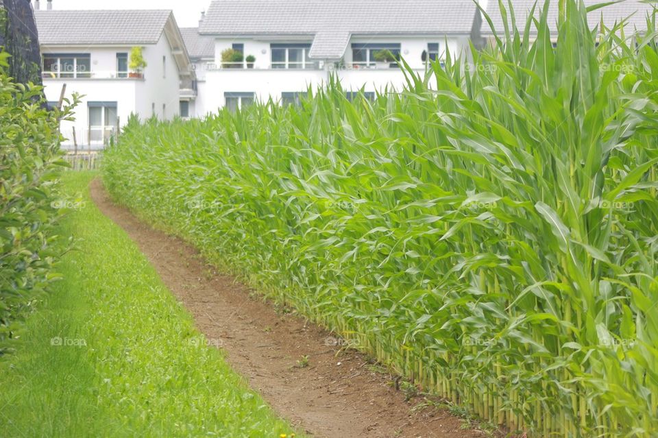 Corn crop