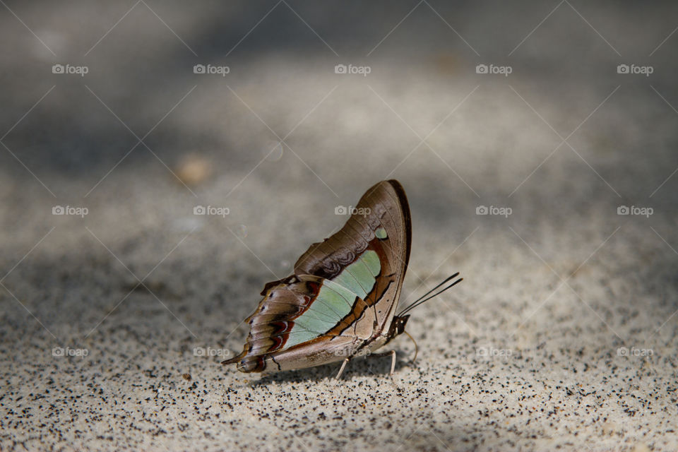 Beautiful butterfly on the sands 