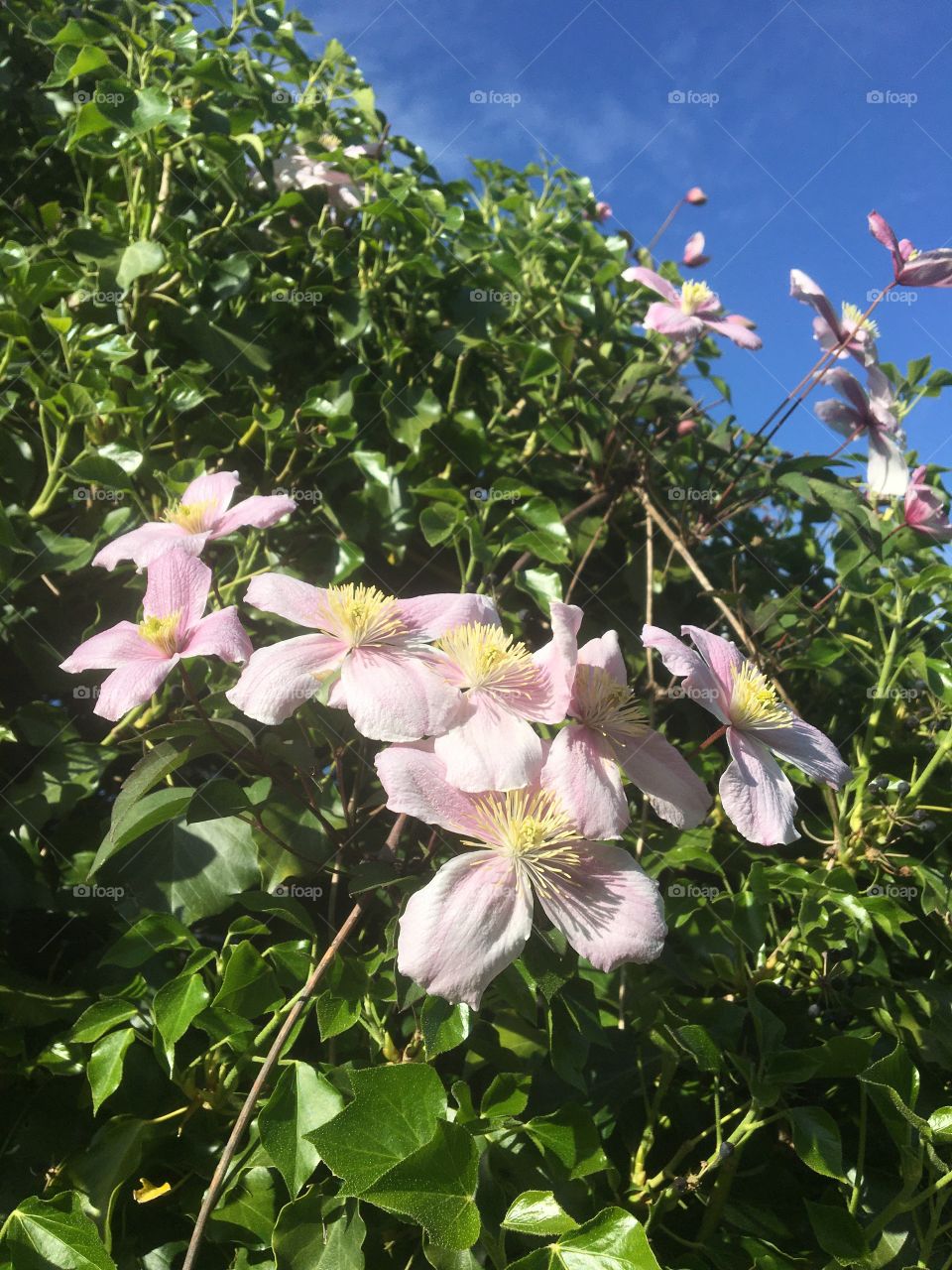 Pink clematis