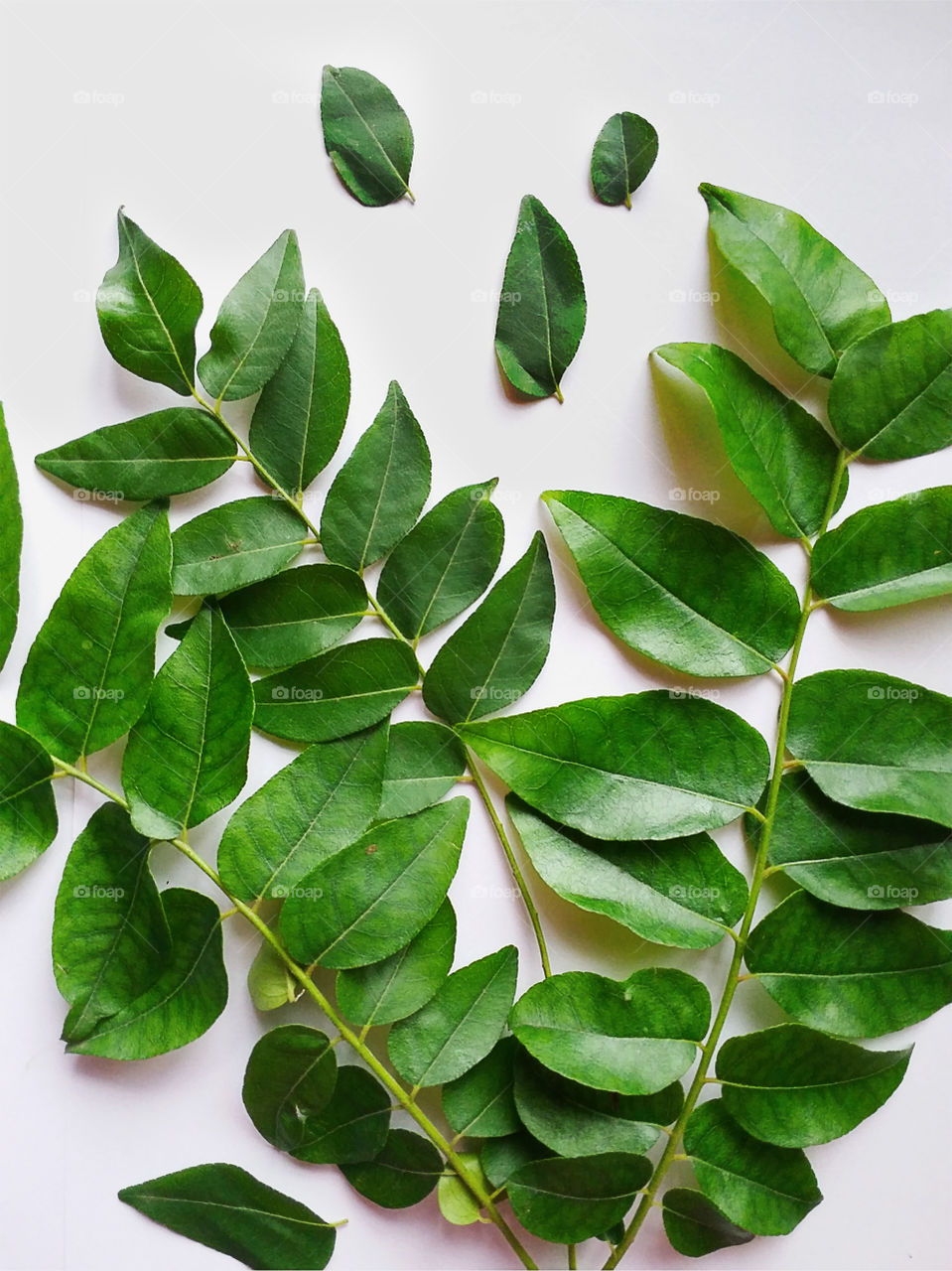 Fresh curry leaves. The taste that fresh curry leaves adds to the food is just beyond words.
