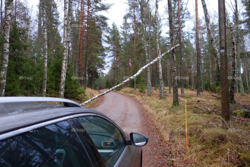 Fallen tree block car. Fallen tree on road and on power line creates dangerous obstacle and impedes movement of a car