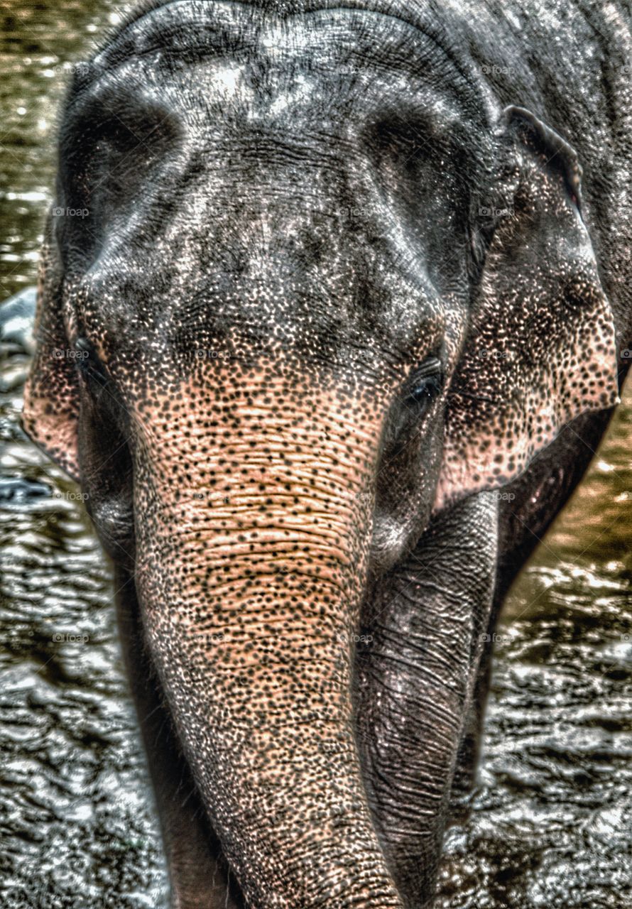 Indian elephant bathing in river, Goa, India . Indian elephant bathing in river, Goa, India 