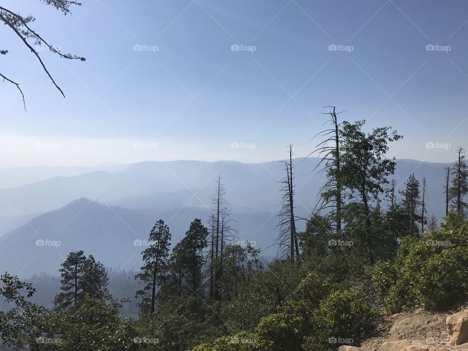 Sequoia national park 