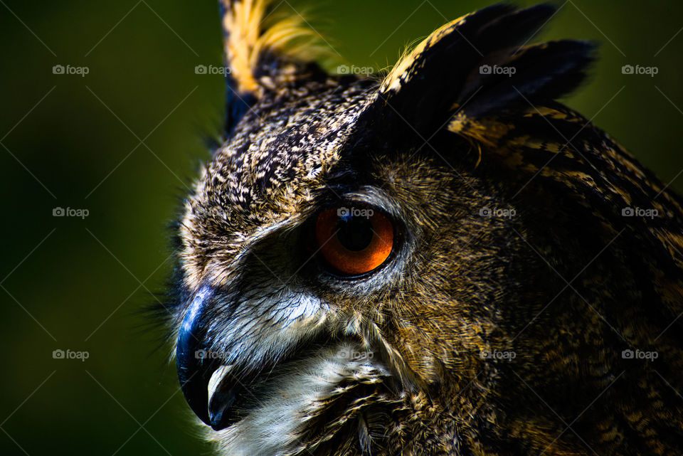 Owls eye