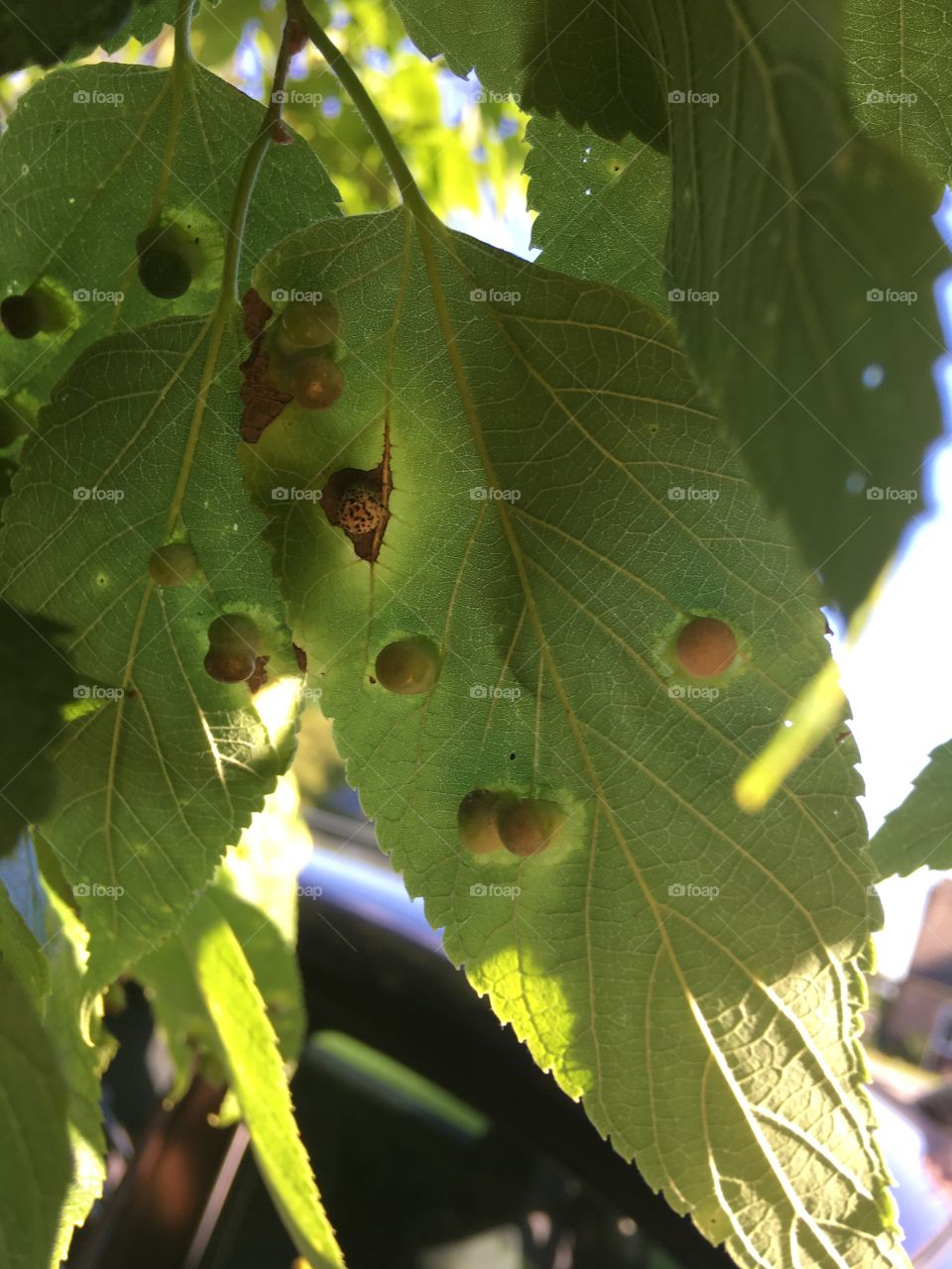 Gall mites on one of my trees yuk! Never had these before,looks bad.hope to rid of them 