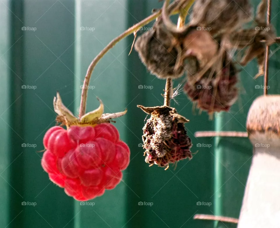 berry