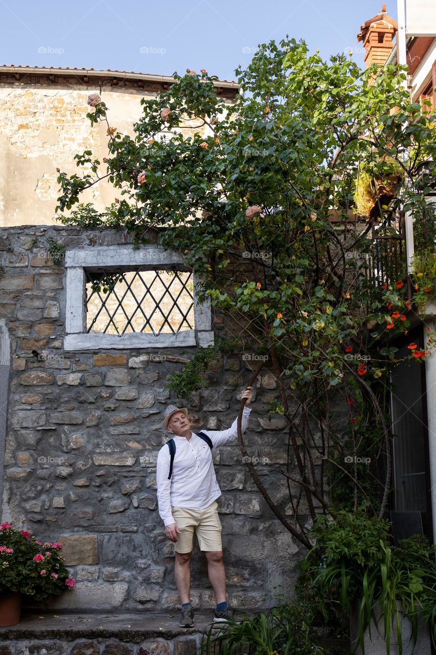 A man at a large rose bush in the city