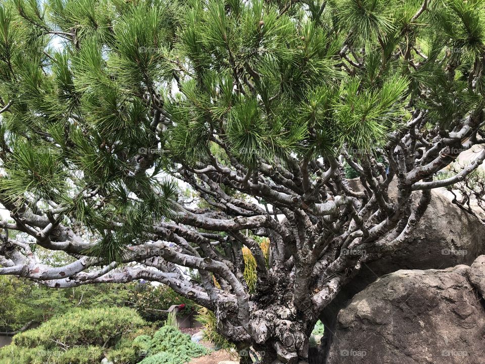 Close up view of pine tree with twisted branches 