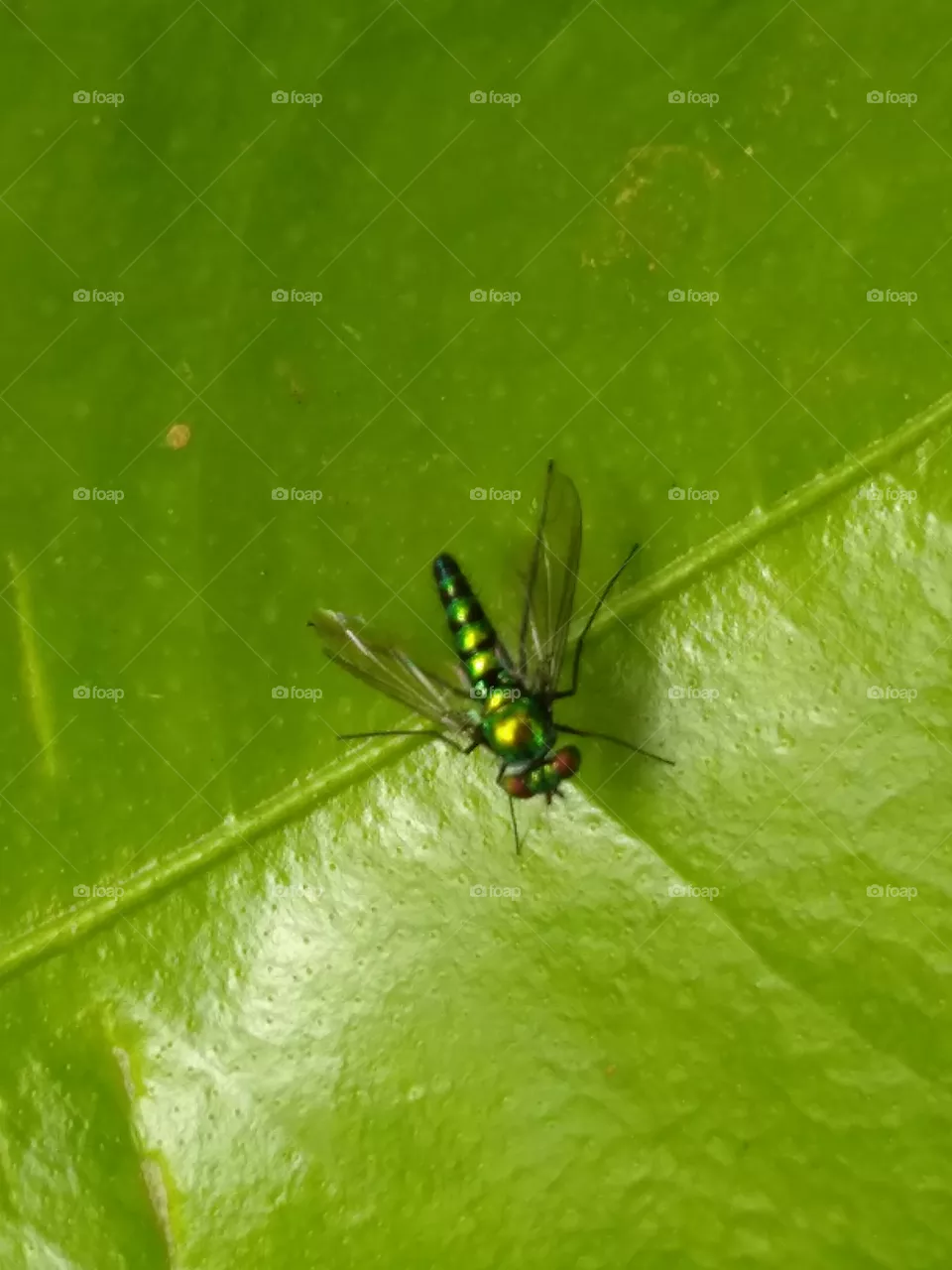mosca verde