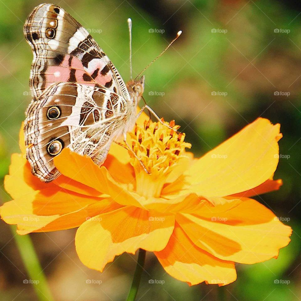 a special and colorful butterfly on the yellow flower in the garden in a sunny day