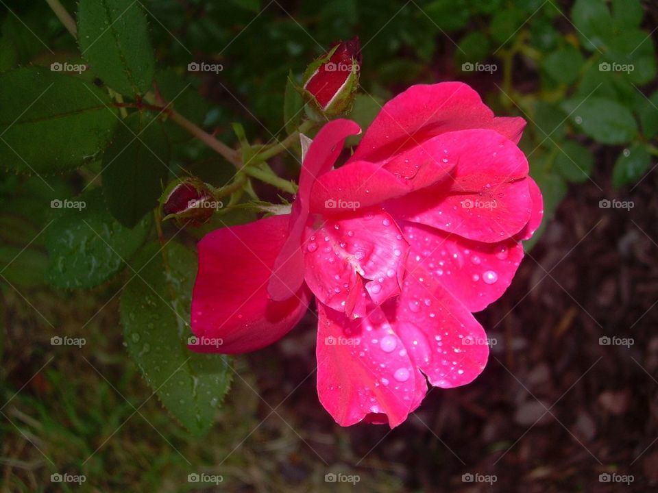 Rose with Rose buds rain drops