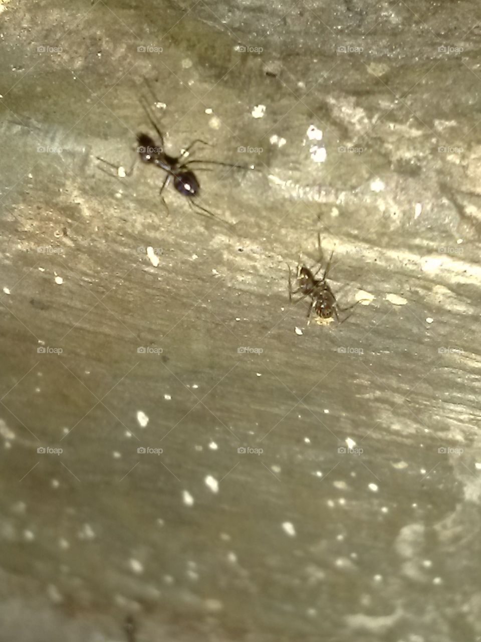 A couple of ants