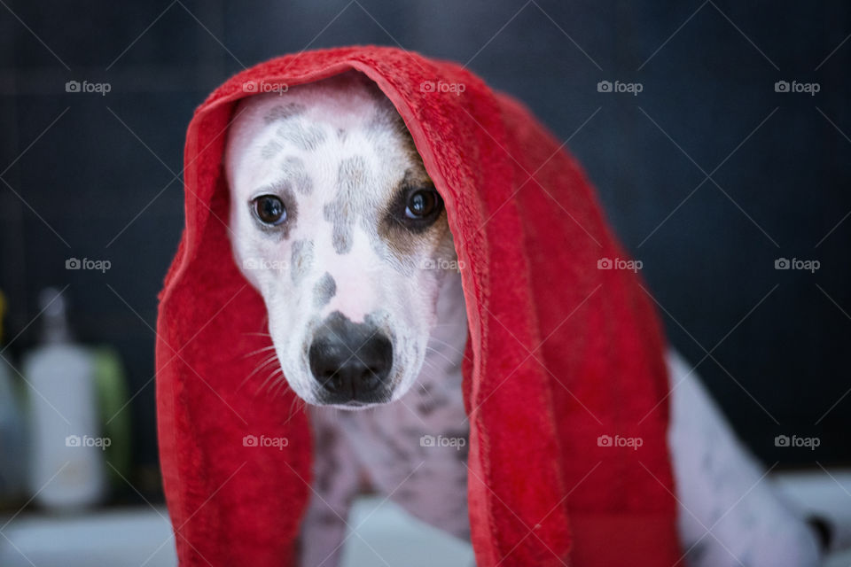 Wet dog wearing towel on head