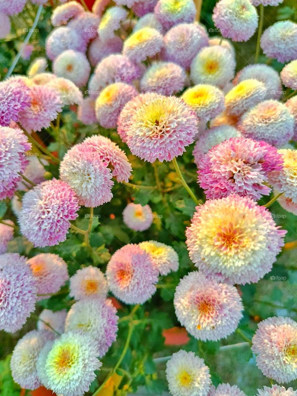 I meant to say that the flowers in the photo look so vibrant and beautiful. The different colors really make them pop, and they're set against such a lovely backdrop. It's like a burst of happiness.