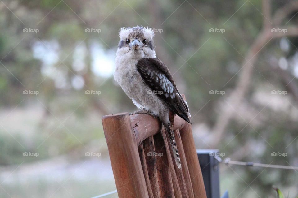 friendly visit from this baby native bird the kookaburra