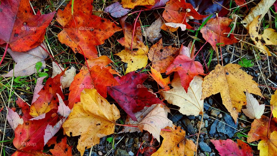 colored leaves in the grass
