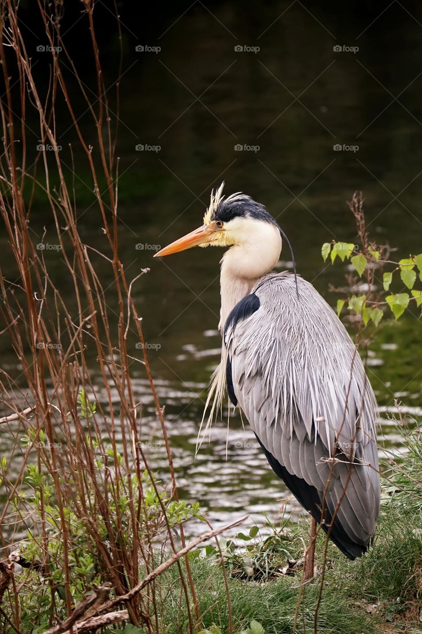 Grey heron in city park 