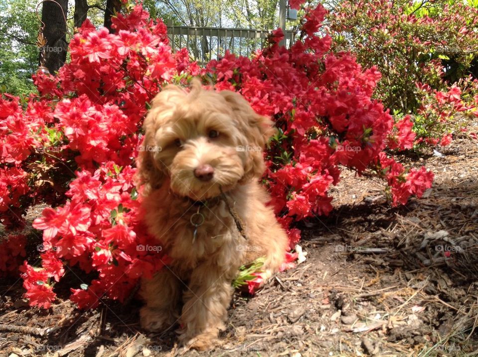 Puppy Annabel