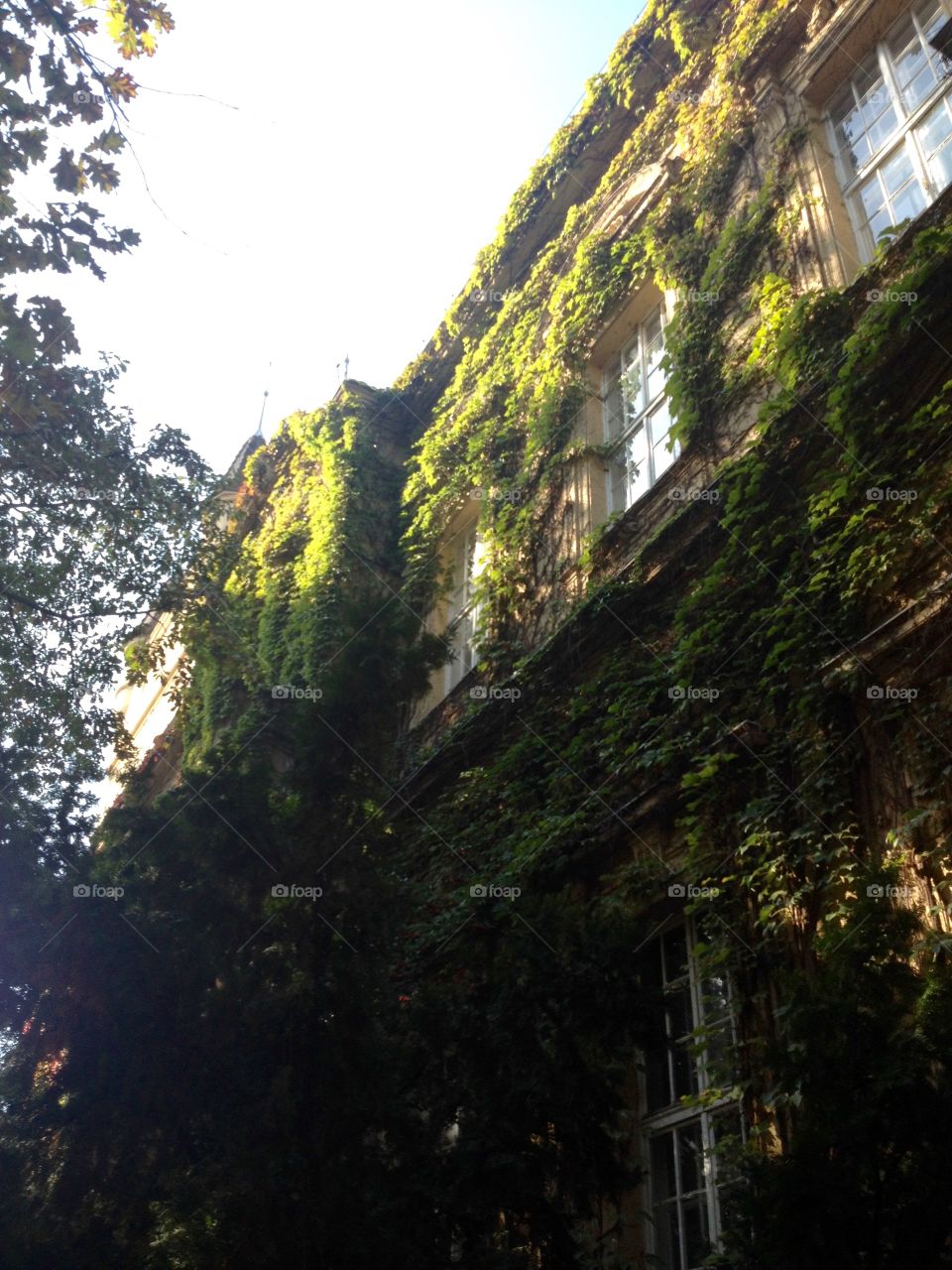 Facade of a building covered with ivy