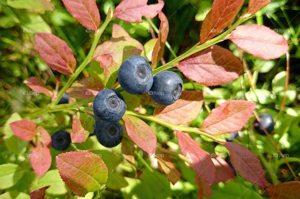 Growing blueberries