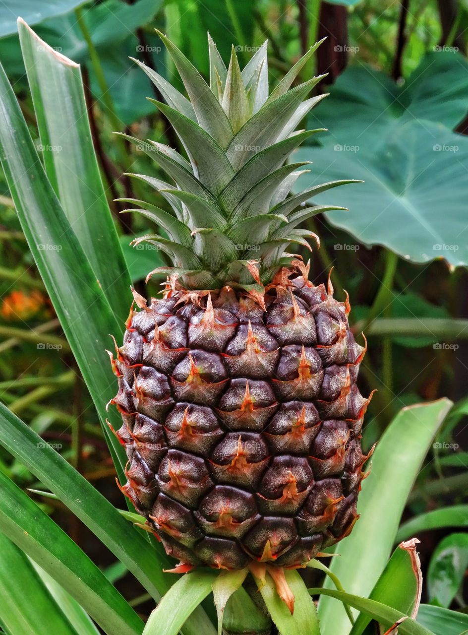 Wild Pineapple. Pineapple Growing Wild Among Tropical Greenery
