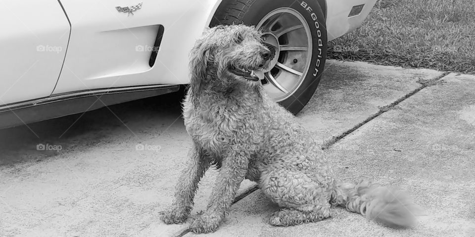 A golden Doodle Dog sits happily in front of vintage corvette car.