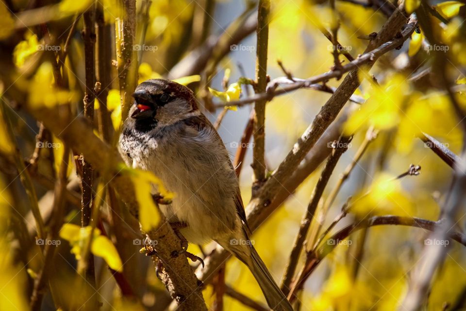 Sparrow at the yellow blooming tree