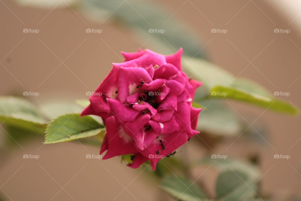 Combination of Rose and ants