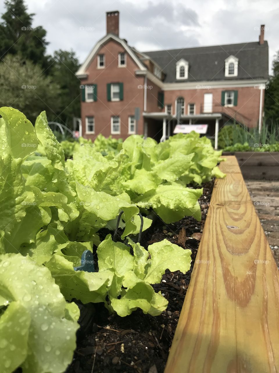 Rain drops on lettuce in a community garden with historic house in the background in Brevard, NC