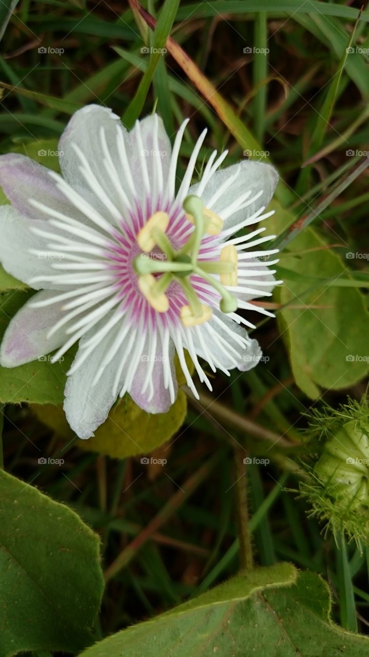 smiling flower