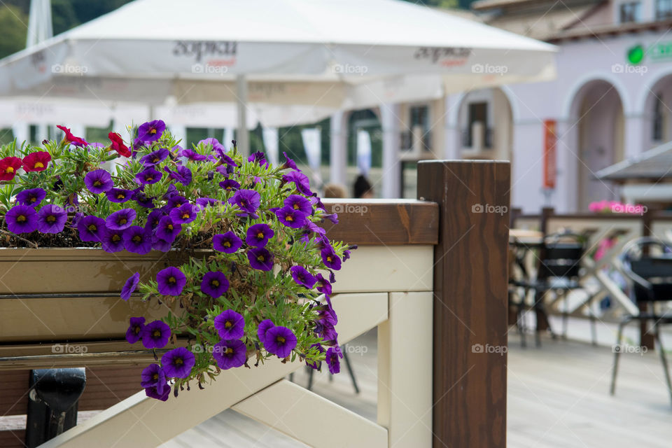 Blooming flowers at a street