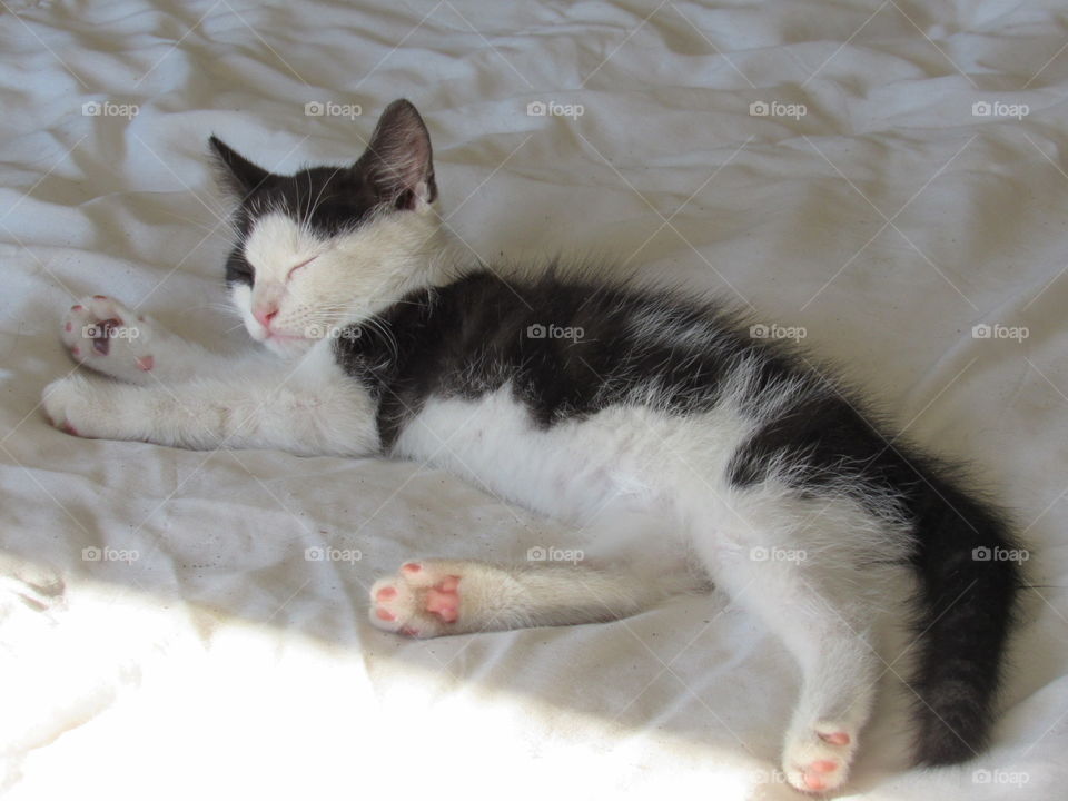 Nine week old kitten, Patch