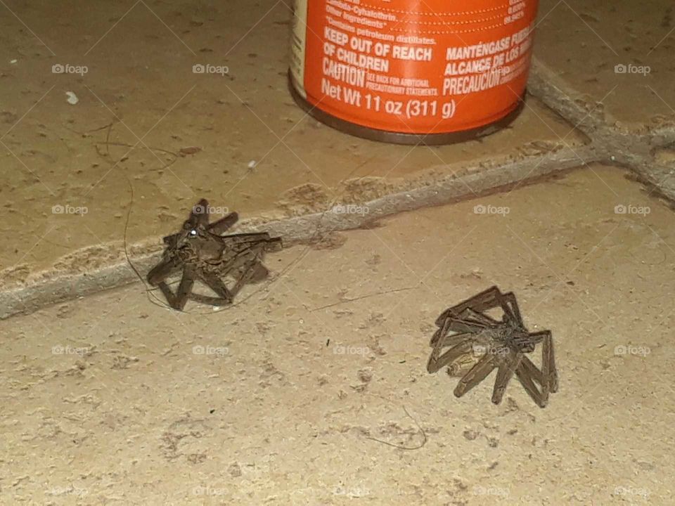 Two scary, creepy, and large wolf spiders. These were in my closet in my house in Florida close to Daytona Beach. These spiders are very fast and can jump, as well as do some damage if they bite. Luckily my landlord had spray to kill these things. These are not fun to see I must say. Well they are dead now and I haven't seen many more since... knock on wood!