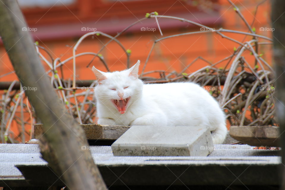 A beautiful white cat is resting lying in the sun.  Yawns.