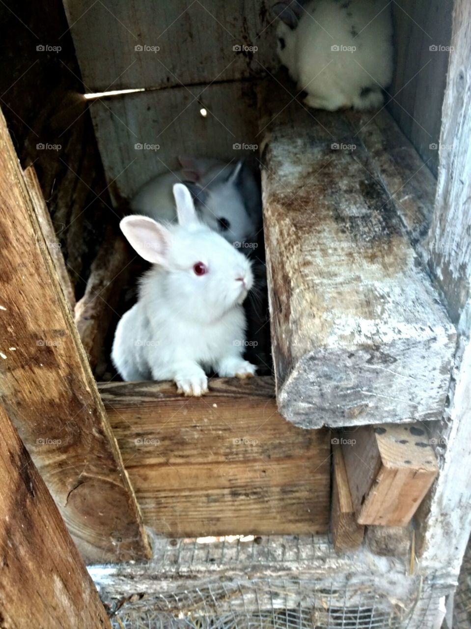 Rabbit, No Person, Mammal, Barn, Cute