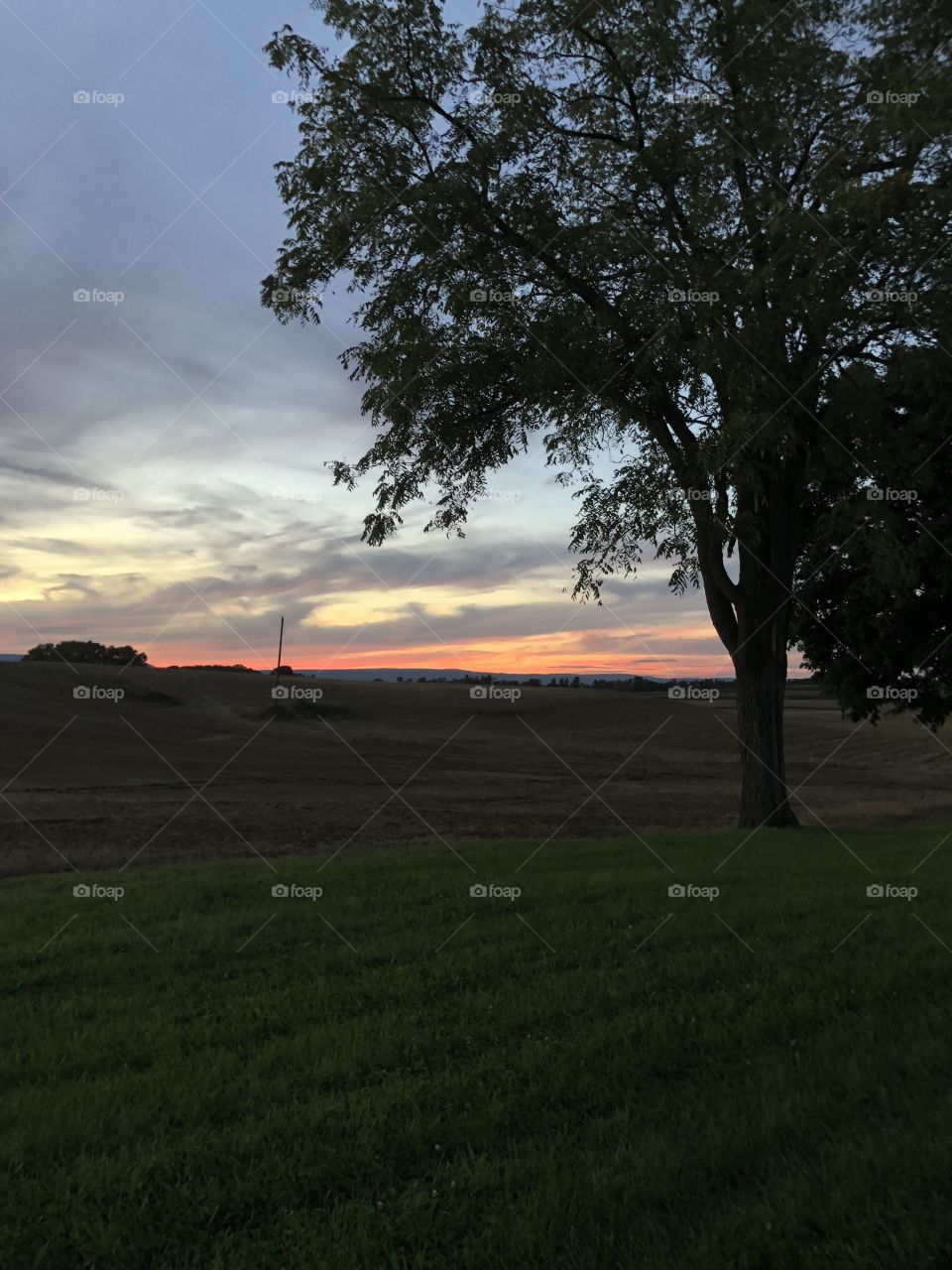 Tree and sunset sky