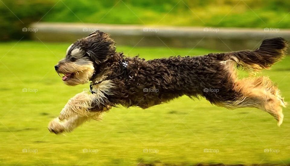 Running dog 