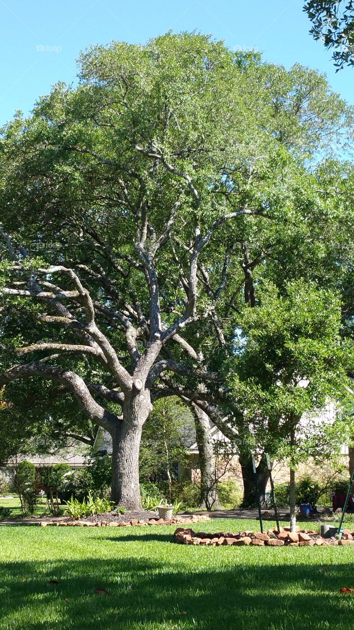 old oak trees