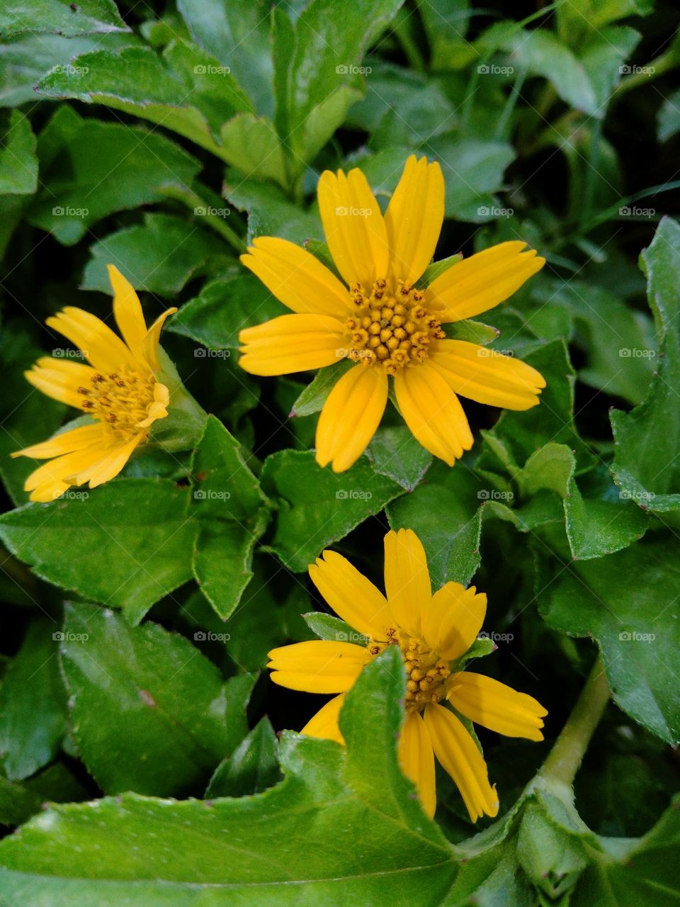 I am student please support me