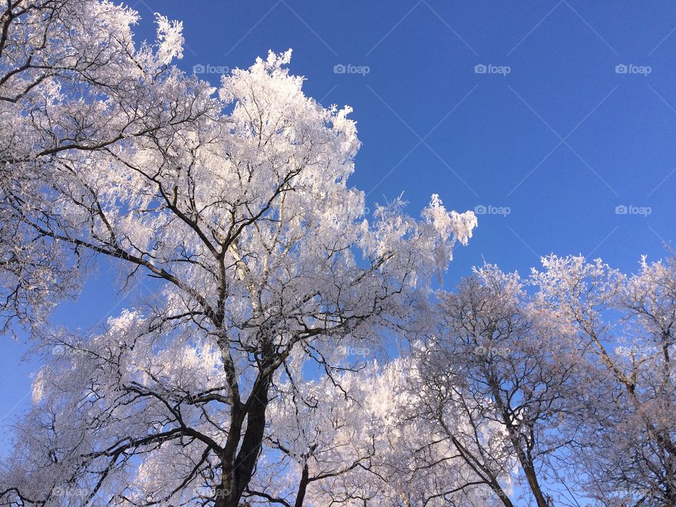 Frozen trees and blue sky 