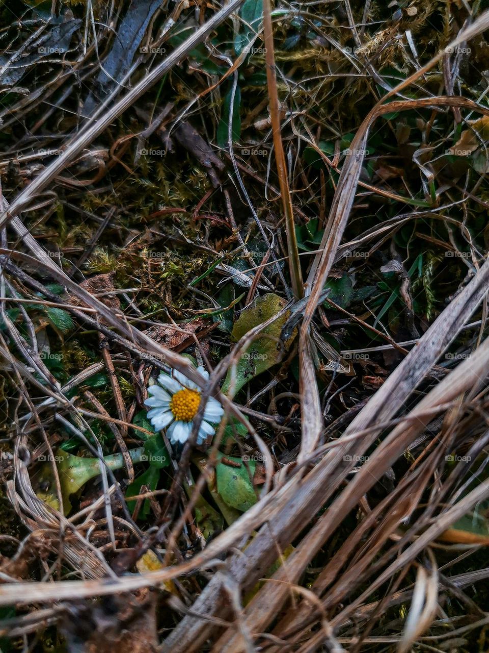 Adorable and cute first sign of early spring white flower under the grass somewhere in mountains 