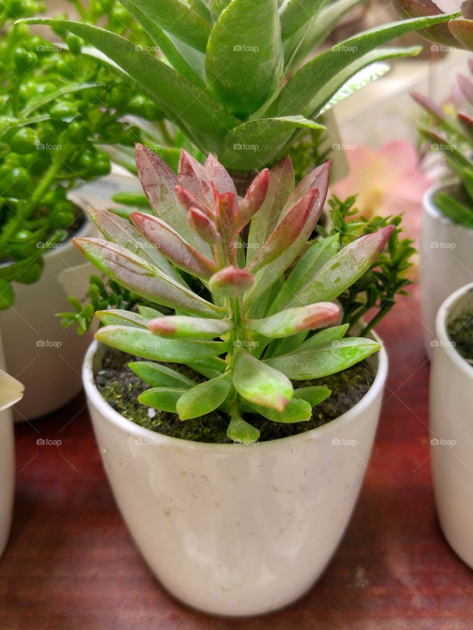 What the pots contain