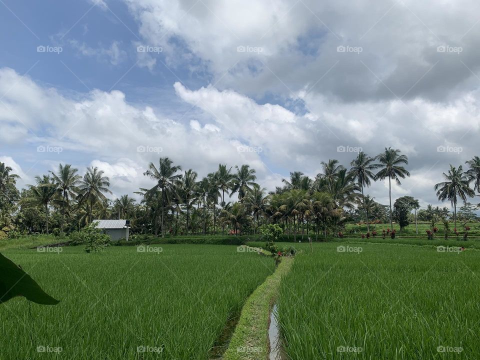 Rice field hut in bali 