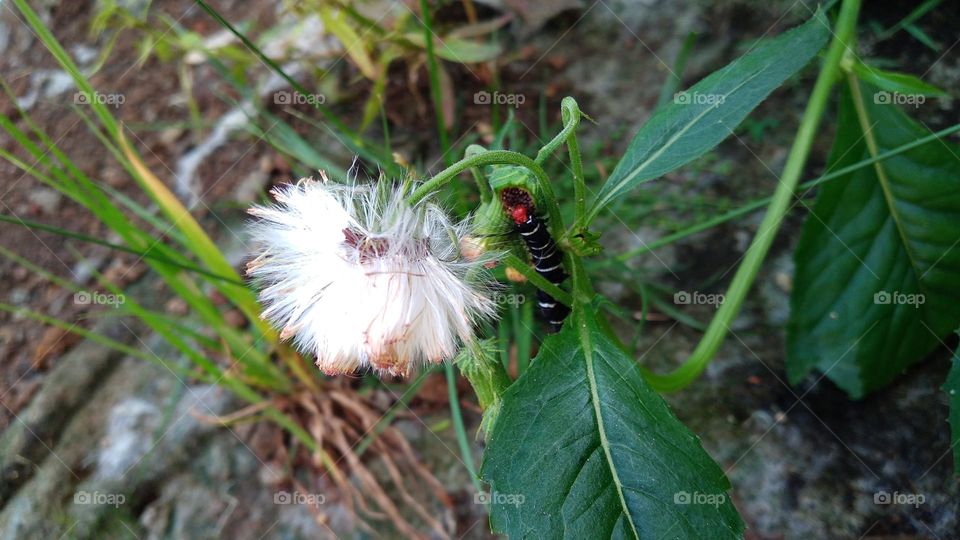 Crassocephalum crepidioides flower in bloom