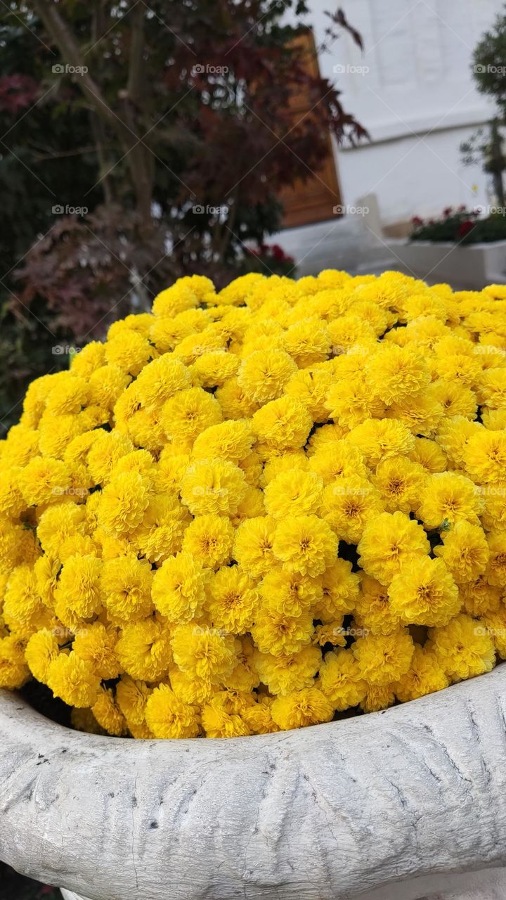 yellow flowers