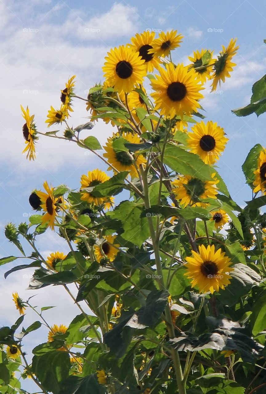 cheerful sunny sunflowers